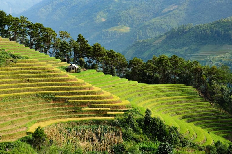 Asian Destination