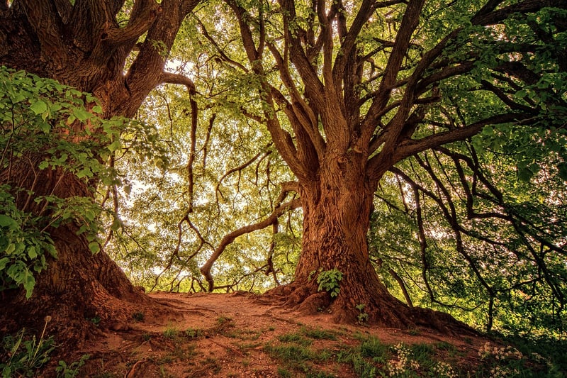 Enchanted Forest Adventure